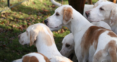 Hunting hounds pose ‘significant’ disease risk - study