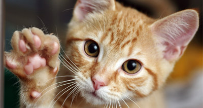 Female cats ‘more likely to use right paw’