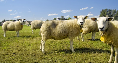 Wearable device identifies early signs of lameness