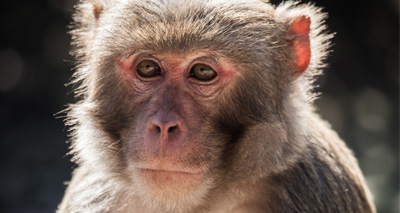 Macaques living in Florida park ‘pose health threat’