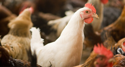 Marks & Spencer commits to poultry welfare campaign