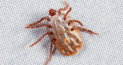 ‘Diverse range’ of ticks entered the UK in the past 10 years
