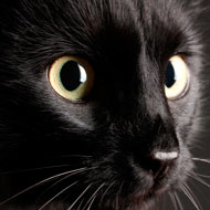 Black cats harder to rehome because they ‘don’t show up in selfies’