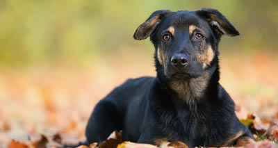 Fish vet identifies possible cause of Alabama rot