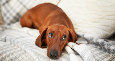 Millions of pets left alone for over five hours