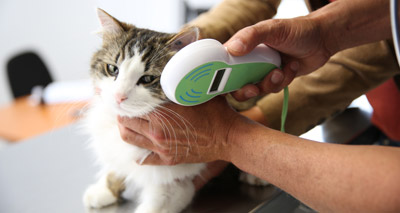 Thousands of cats still not being microchipped - RSPCA