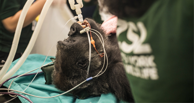 Vets operate to save critically endangered gorilla