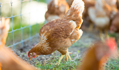 Disease control plans ‘must engage backyard farmers’
