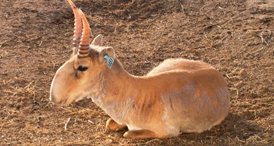 New insights into mass saiga die-off