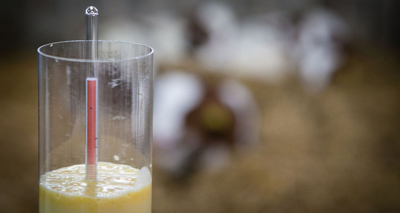 #ColostrumIsGold campaign aims to cut antibiotic use