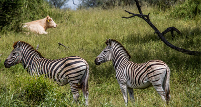 Goats grazed near wildlife in Botswana ‘less affected by worms’