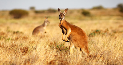 Mystery illness claims millions of kangaroos