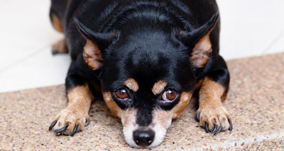 Obesity prevalence in young dogs ‘concerning’ - survey