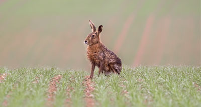 Hare coursing gangs ‘will stop at nothing’, police say