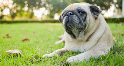 Give 'hugs, not pugs' this Valentine's Day