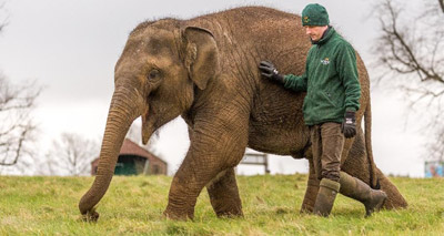 Asian elephant survives Ebola-like virus