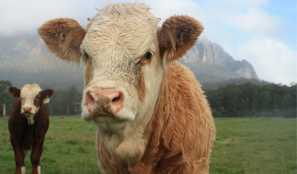 Dramatic fall in outbreaks of lumpy skin disease