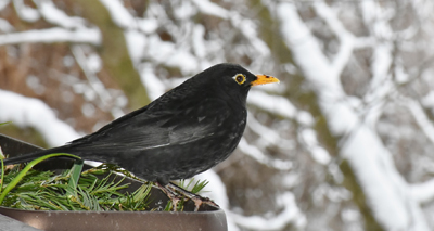 Help garden birds survive cold snap, RSPB urges