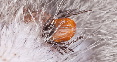 Single blood test accurately detects tick-borne diseases