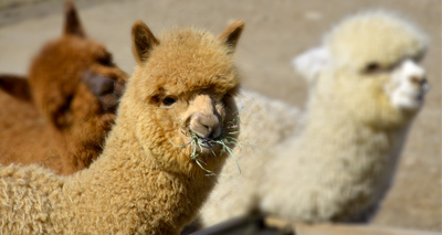 Alpaca blood donation event held in Derby