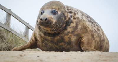 Seal surge prompts RSPCA to launch urgent appeal