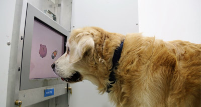 Computer games could slow mental deterioration in dogs