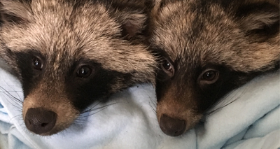 Two raccoon dogs rescued from same village