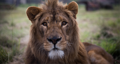 New home for lions rescued from war zones