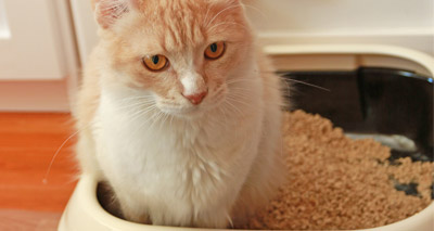 Scientists find potential toxoplasmosis drug target