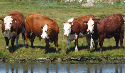 Study sheds light on Salmonella threat