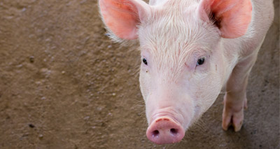 Promising advance in fight against African swine fever