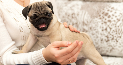 High prevalence of gait abnormality in pugs