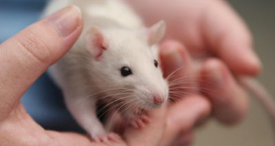 Rat owners urged to practise safe handling