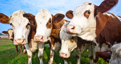 Report calls for separate law on animal sentience
