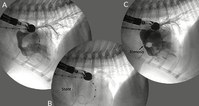 Vets perform novel surgery to treat pulmonic stenosis