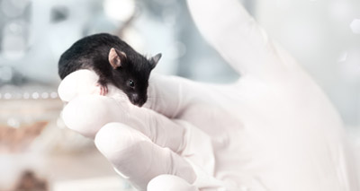 Mouse study offers promise for MS