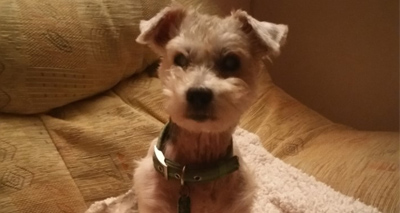Owners don blindfolds to prepare for blind rescue dog