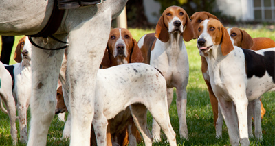 Anti-fox hunting protests held at National Trust properties