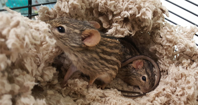 Zebra mice rescued from home containing 100 rodents