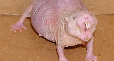 New insights into how naked mole rats resist cancer
