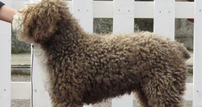 New DNA tests for Spanish water dogs