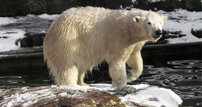 Polar bears struggling to catch enough food