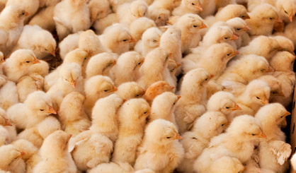 Thousands of tonnes of colistin ‘shipped to farms’