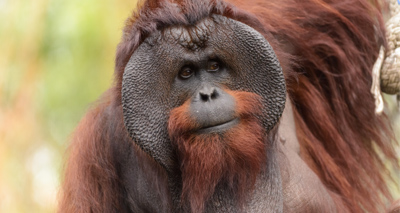 Over 100,000 orang-utans have ‘disappeared’