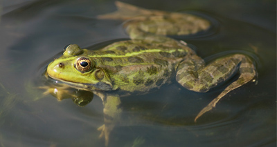 Signs of spring arrive early, RSPB reports