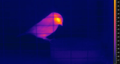 Thermal imaging shows how animals cope with environmental changes