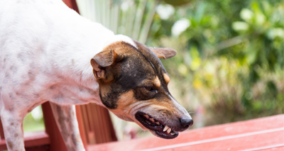 Study explores risk factors associated with dog bites