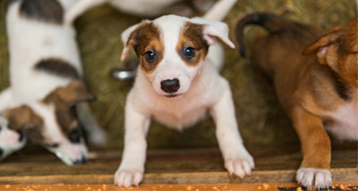 Ban on third party puppy sales under consideration