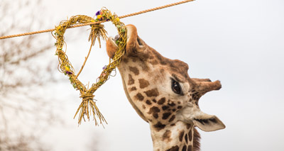 Giraffes enjoy Valentine’s Day enrichment