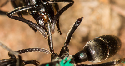 Ants provide ‘medical care’ for injured comrades